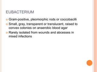 Anaerobes | PPTX