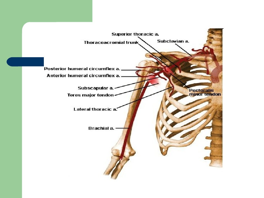 3. anastomosis around the surgical neck of humerus[1]