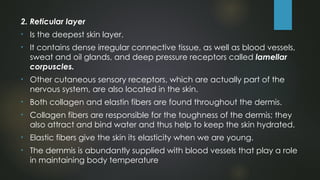 Skins Reticular Example 3-ANATOMY-2022-SKIN-AND-BODY-MEMBRANES.pptx