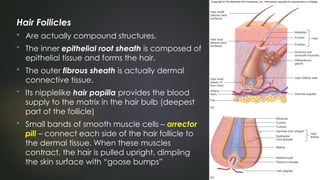 3-ANATOMY-2022-SKIN-AND-BODY-MEMBRANES.pptx