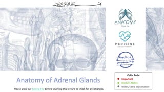 3- Anatomy of Adrenal Glands (Updated).pdf