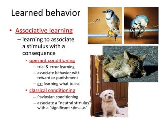 Animal Behavior | PPT