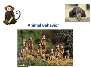 Animal Behavior  meerkats 