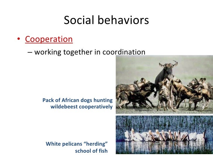 what is dominance hierarchy in animal behavior