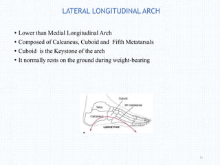 LATERAL LONGITUDINAL ARCH
• Lower than Medial Longitudinal Arch
• Composed of Calcaneus, Cuboid and Fifth Metatarsals
• Cuboid is the Keystone of the arch
• It normally rests on the ground during weight-bearing
22
 