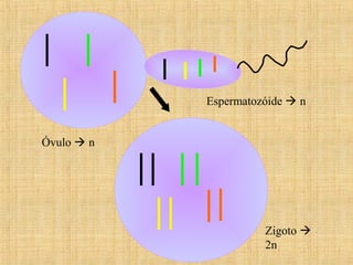 Óvulo  n
Espermatozóide  n
Zigoto 
2n
 