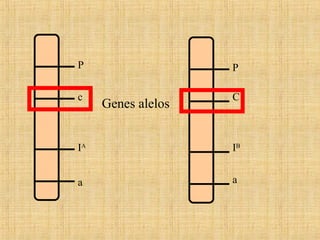 P
c
IA
a
P
C
IB
a
Genes alelos
 