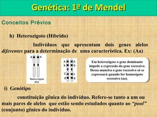 Conceitos Prévios
h) Heterozigoto (Híbrido)
Indivíduos que apresentam dois genes alelos
diferentes para a determinação de uma característica. Ex: (Aa)
i) Genótipo
constituição gênica do indivíduo. Refere-se tanto a um ou
mais pares de alelos que estão sendo estudados quanto ao “pool”
(conjunto) gênico do indivíduo.
Genética: 1ª de MendelGenética: 1ª de Mendel
Em heterozigose o gene dominante
impede a expressão do gene recessivo.
Dessa maneira o gene recessivo só se
expressará quando for homozigoto
recessivo (aa).
Em heterozigose o gene dominante
impede a expressão do gene recessivo.
Dessa maneira o gene recessivo só se
expressará quando for homozigoto
recessivo (aa).
 