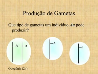 Produção de Gametas
Que tipo de gametas um indivíduo AaAa pode
produzir?
A a
Ovogônia (2n)
A
a
 