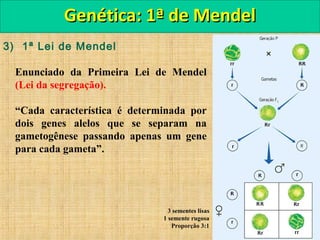 3) 1ª Lei de Mendel
Enunciado da Primeira Lei de Mendel
(Lei da segregação).
“Cada característica é determinada por
dois genes alelos que se separam na
gametogênese passando apenas um gene
para cada gameta”.
Genética: 1ª de MendelGenética: 1ª de Mendel
3 sementes lisas
1 semente rugosa
Proporção 3:1
 