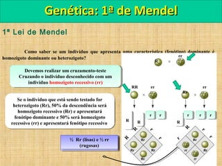 1ª Lei de Mendel
Como saber se um indivíduo que apresenta uma característica (fenótipo) dominante é
homozigoto dominante ou heterozigoto?
Genética: 1ª de MendelGenética: 1ª de Mendel
R_
rr
RR rr
Rr
rr
r
r
R
r
r
r
RRRR
rr rr
RR
rr rr
RrRr
rr
rr
Rr
Rr
Rr
R
R
Rr
Se o indivíduo que está sendo testado for
homozigoto dominante (RR) todos os
descendentes (Rr) apresentarão a característica
dominante (sementes lisas)
Se o indivíduo que está sendo testado for
homozigoto dominante (RR) todos os
descendentes (Rr) apresentarão a característica
dominante (sementes lisas)
Todos os descendentes
são Rr (sementes lisas)
Todos os descendentes
são Rr (sementes lisas)
Devemos realizar um cruzamento-teste
Cruzando o indivíduo desconhecido com um
indivíduo homozigoto recessivo (rr)
Devemos realizar um cruzamento-teste
Cruzando o indivíduo desconhecido com um
indivíduo homozigoto recessivo (rr)
Se o indivíduo que está sendo testado for
heterozigoto (Rr), 50% da descendência será
homozigoto recessivo (Rr) e apresentará
fenótipo dominante e 50% será homozigoto
recessivo (rr) e apresentará fenótipo recessivo
Se o indivíduo que está sendo testado for
heterozigoto (Rr), 50% da descendência será
homozigoto recessivo (Rr) e apresentará
fenótipo dominante e 50% será homozigoto
recessivo (rr) e apresentará fenótipo recessivo
½ Rr (lisas) e ½ rr
(rugosas)
½ Rr (lisas) e ½ rr
(rugosas)
rr
 