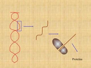 Proteína
 