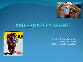 Dr. Pablo Schaufele Muñoz Cátedra Anatomía Universidad Católica S.C. 