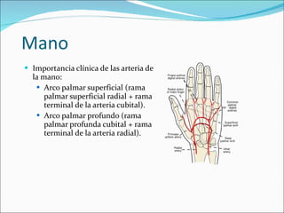 Mano <ul><li>Importancia clínica de las arteria de la mano: </li></ul><ul><ul><li>Arco palmar superficial (rama palmar sup...