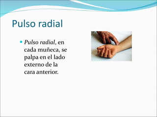 Pulso radial <ul><li>Pulso radial , en cada muñeca, se palpa en el lado externo de la cara anterior. </li></ul>