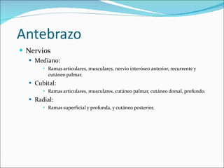 Antebrazo  Nervios Mediano: Ramas articulares, musculares, nervio interóseo anterior, recurrente y cutáneo palmar. Cubital: Ramas articulares, musculares, cutáneo palmar, cutáneo dorsal, profundo. Radial: Ramas superficial y profunda, y cutáneo posterior. 