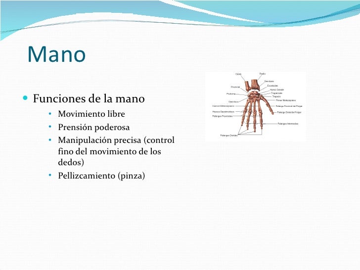 Cual Es La Funcion De La Mano
