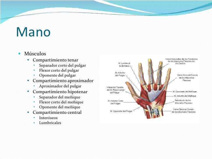 3. antebrazo y mano