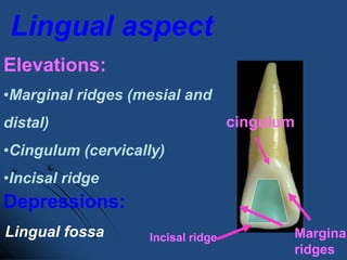 Tooth Marginal Ridge Gum Anterior tooth | PPTX