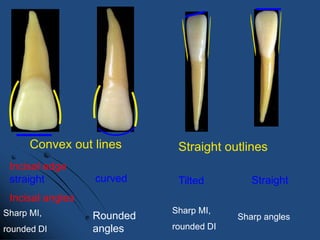 Anterior tooth | PPTX
