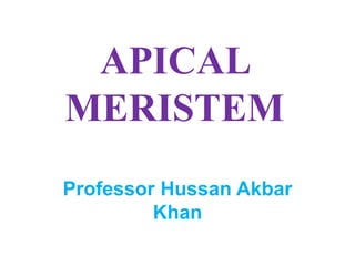 APICAL
MERISTEM
Professor Hussan Akbar
Khan
 