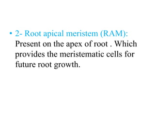 3-APICAL MERISTEM.pptx