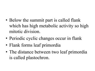 • Below the summit part is called flank
which has high metabolic activity so high
mitotic division.
• Periodic cyclic changes occur in flank
• Flank forms leaf primordia
• The distance between two leaf primordia
is called plastochron.
 