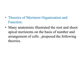 • Theories of Meristem Organization and
Function:
• Many anatomists illustrated the root and shoot
apical meristems on the basis of number and
arrangement of cells , proposed the following
theories.
 