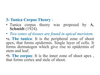 3- Tunica Corpus Theory :
• Tunica corpus theory was proposed by A.
Schmidt (1924).
• Two zones of tissues are found in apical meristem.
•a. The tunica: It is the peripheral zone of shoot
apex, that forms epidermis. Single layer of cells. It
forms dermatogen which give rise to epidermis of
stem and leaf.
•b. The corpus: It is the inner zone of shoot apex ,
that forms cortex and stele of shoot.
 