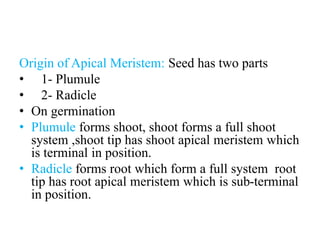 Origin of Apical Meristem: Seed has two parts
• 1- Plumule
• 2- Radicle
• On germination
• Plumule forms shoot, shoot forms a full shoot
system ,shoot tip has shoot apical meristem which
is terminal in position.
• Radicle forms root which form a full system root
tip has root apical meristem which is sub-terminal
in position.
 