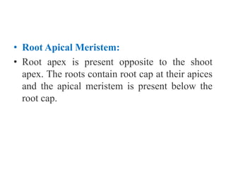 • Root Apical Meristem:
• Root apex is present opposite to the shoot
apex. The roots contain root cap at their apices
and the apical meristem is present below the
root cap.
 