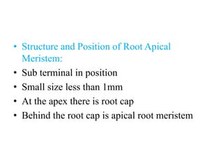 • Structure and Position of Root Apical
Meristem:
• Sub terminal in position
• Small size less than 1mm
• At the apex there is root cap
• Behind the root cap is apical root meristem
 