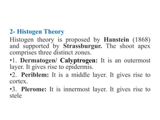 2- Histogen Theory
Histogen theory is proposed by Hanstein (1868)
and supported by Strassburgur. The shoot apex
comprises three distinct zones.
•1. Dermatogen/ Calyptrogen: It is an outermost
layer. It gives rise to epidermis.
•2. Periblem: It is a middle layer. It gives rise to
cortex.
•3. Plerome: It is innermost layer. It gives rise to
stele
 