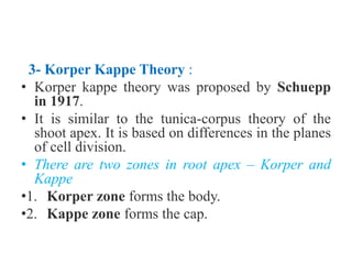 3- Korper Kappe Theory :
• Korper kappe theory was proposed by Schuepp
in 1917.
• It is similar to the tunica-corpus theory of the
shoot apex. It is based on differences in the planes
of cell division.
• There are two zones in root apex – Korper and
Kappe
•1. Korper zone forms the body.
•2. Kappe zone forms the cap.
 