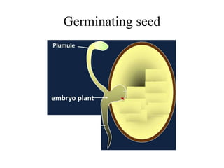 Germinating seed
 