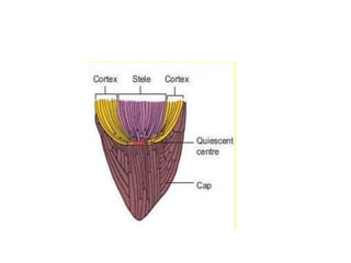 3-APICAL MERISTEM.pptx