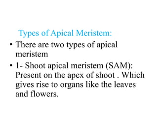 Types of Apical Meristem:
• There are two types of apical
meristem
• 1- Shoot apical meristem (SAM):
Present on the apex of shoot . Which
gives rise to organs like the leaves
and flowers.
 