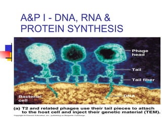 A&P I - DNA, RNA & PROTEIN SYNTHESIS 