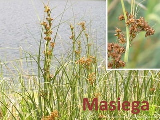 Masiega
 