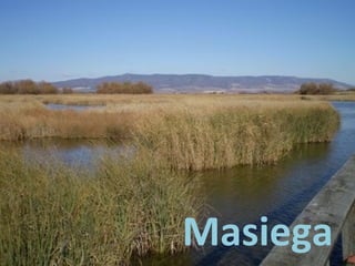 Masiega
 