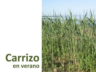 Carrizo
en verano
 