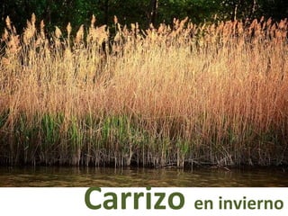 Carrizo en invierno
 