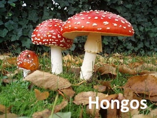 Hongos
 