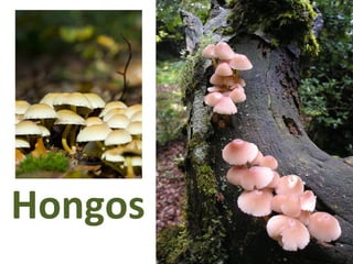 Hongos
 