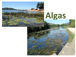 Algas
 