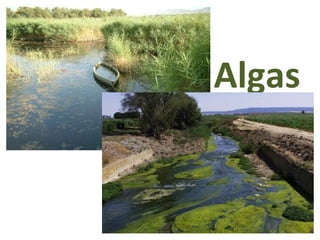 Algas
 