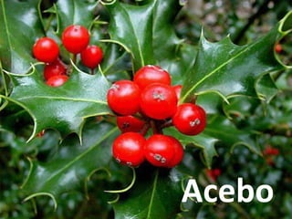 Acebo
 