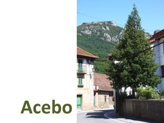 Acebo
 