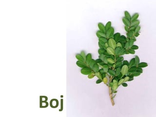 Boj
 