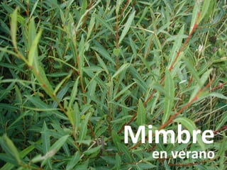 Mimbre
en verano
 
